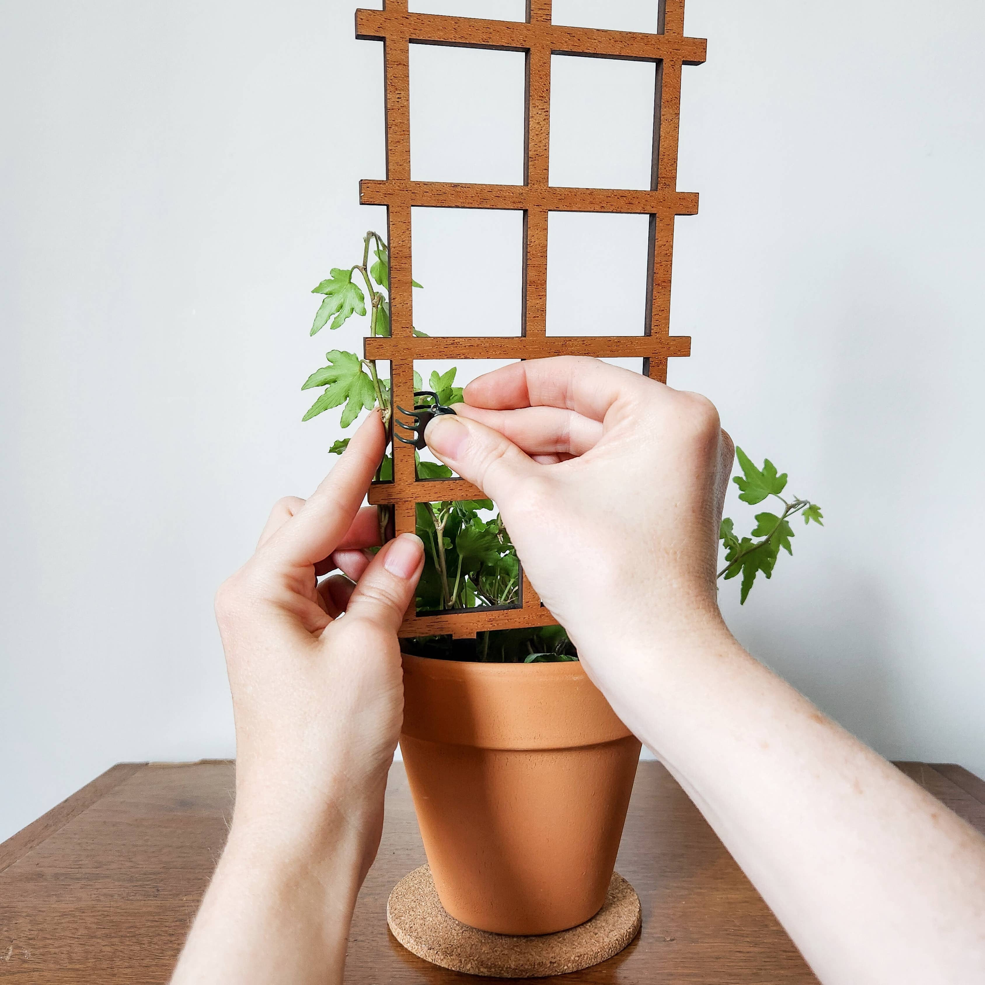 Leaf & Node - Wholesale Trellis - Ladder Indoor Wooden House Plant Trellis (2 Size Options)7