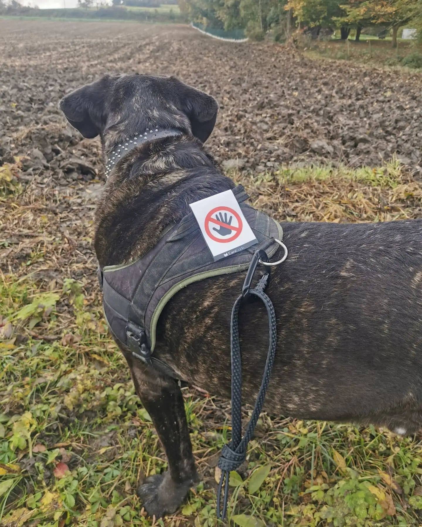 AniCode - Wholesale Pet Collar Charm - Dog - Scratch front/back CaniCode® PICTO HAND4