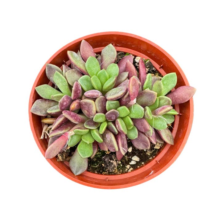 Succulent Wholesale - Wholesale Succulent - Anacampseros rufescens | Sand Rose