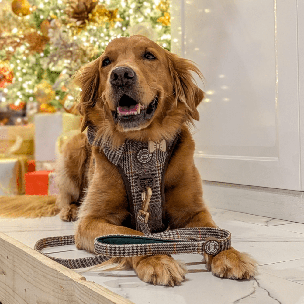 Bailey and Coco – wholesale Pet leash – Dog – Dog Lead 5ft - Colour Drops - Heritage Plaid8