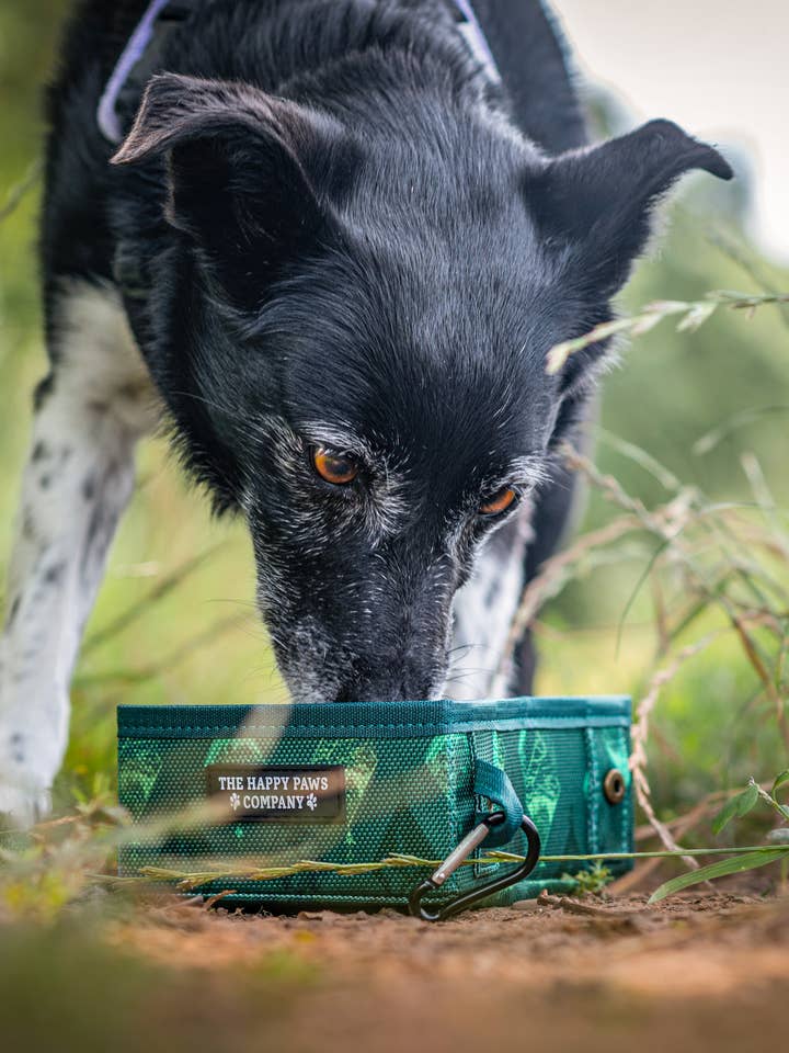 Pet Travel Bowl - Evergreen Explorer for engroshandel hos The Happy Paws Company