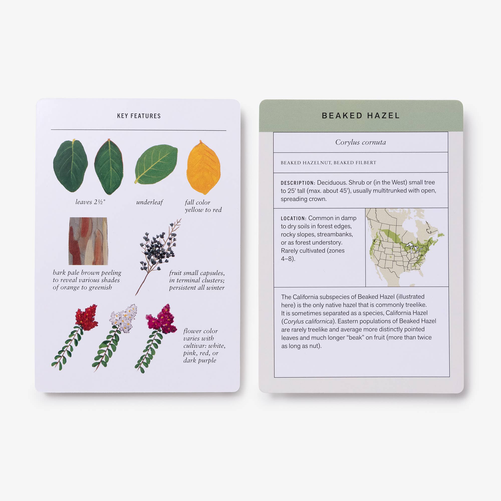 Penguin Random House LLC - Wholesale Learning Cards - Kids & Baby - Sibley Tree Identification Flashcards4