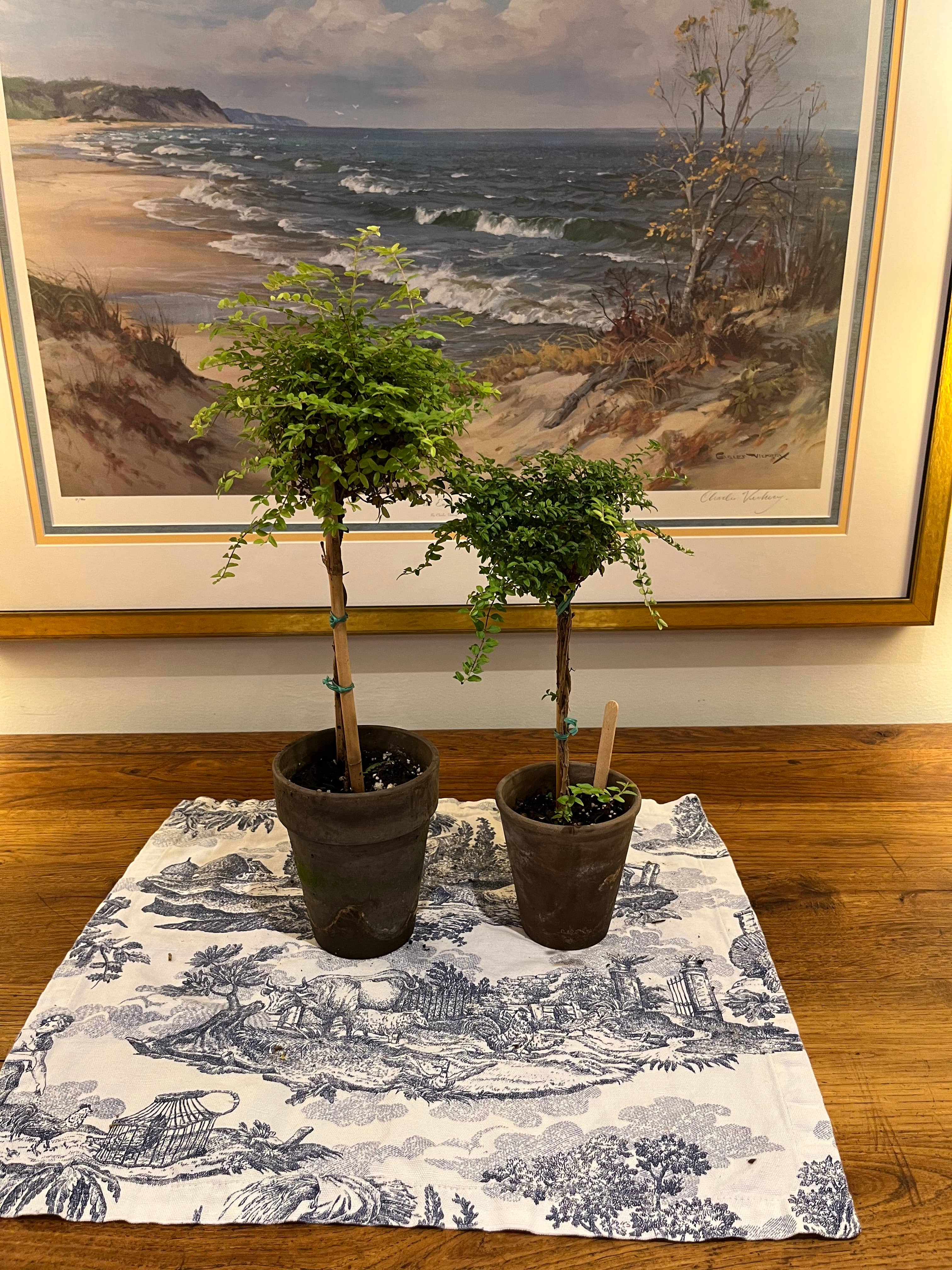 Sunrise Topiaries - Vente Plante - Topiaire en chèvrefeuille vivant en buis dans un pot de 5 pouces1