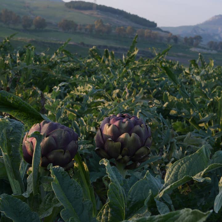 almasicily - Wholesale Pickled Vegetables - Sicilian artichoke whole with stem in oil Tray 2kg5