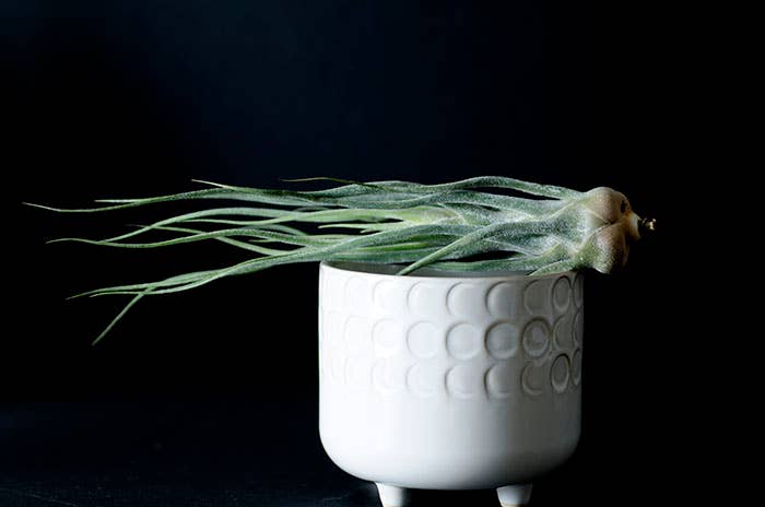 The Artizan Way - Vente Plante - Tillandsia Pruinosa Colombia - Silver Rare Air Plant7