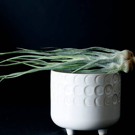 The Artizan Way - Vente Plante - Tillandsia Pruinosa Colombia - Silver Rare Air Plant7