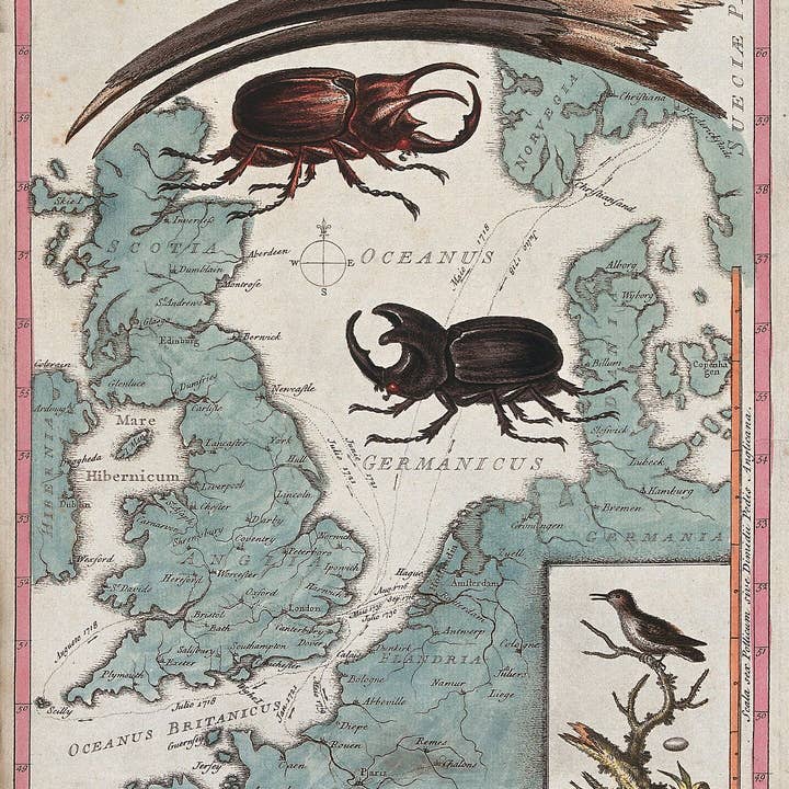 Flashback Shop - Wholesale Art print - Two Stag Beetles Crawling Over a Map of the World by G. Edwards - 18th Century0