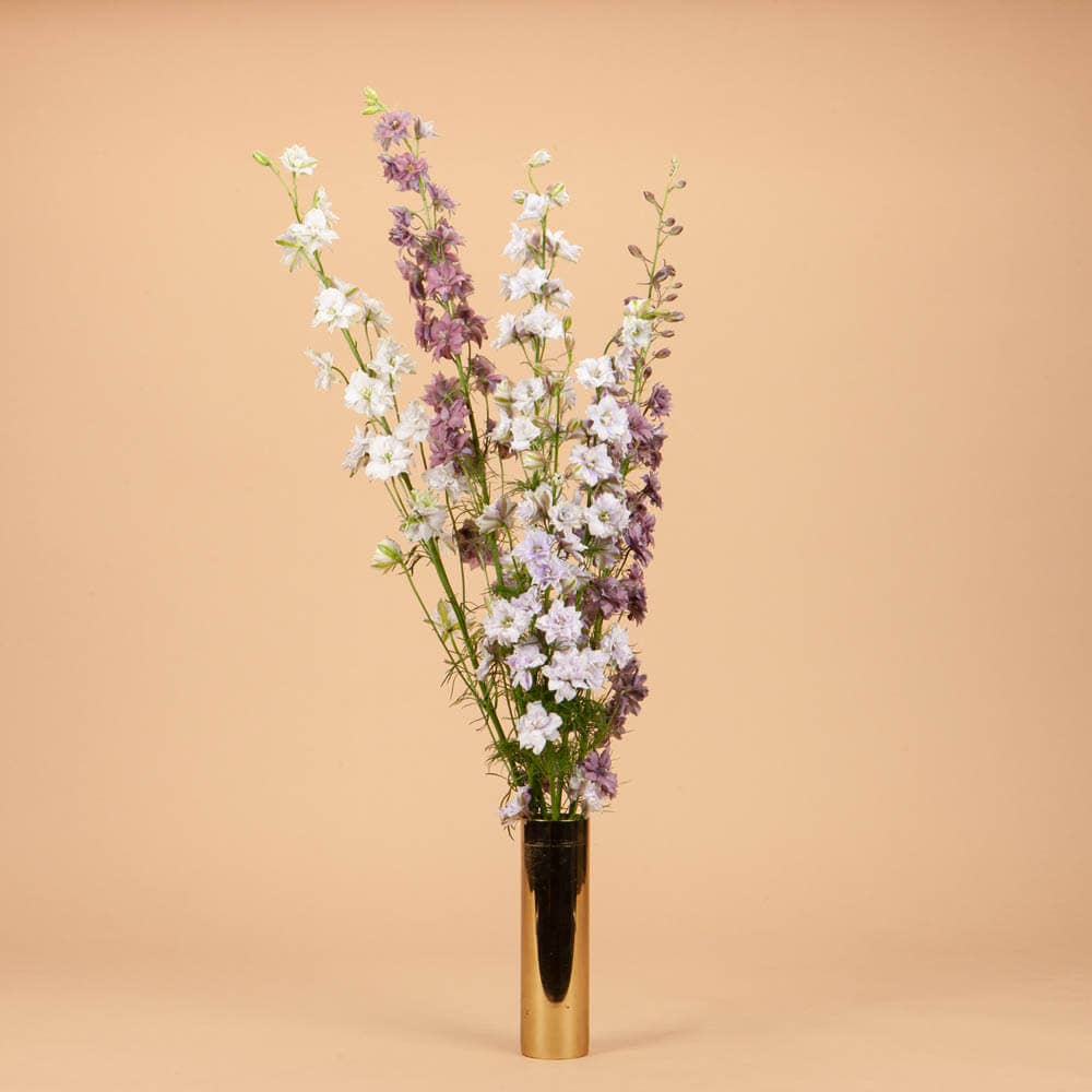 Plantgem - Wholesale Plant Seeds - Misty Lavender Larkspur - 100 Seeds2