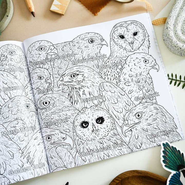 Ferne Creative - Wholesale Coloring & Activity Book - Adult - British Bird of Prey Educational Colouring Book6