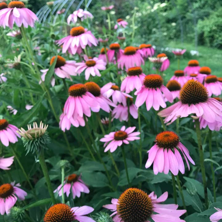 Heartsong Herbs - Wholesale Tincture - Echinacea Tincture3