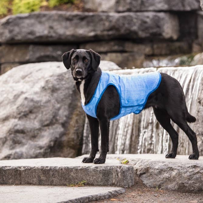 GF Pet - Wholesale Pet vest – Dog - GF Pet Elasto-Fit Ice Vest: Blue9