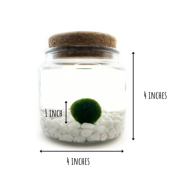 Moss Amigos | Moss Ball Terrariums - Wholesale Live Plant - Classic Large Marimo Moss Ball Terrarium4