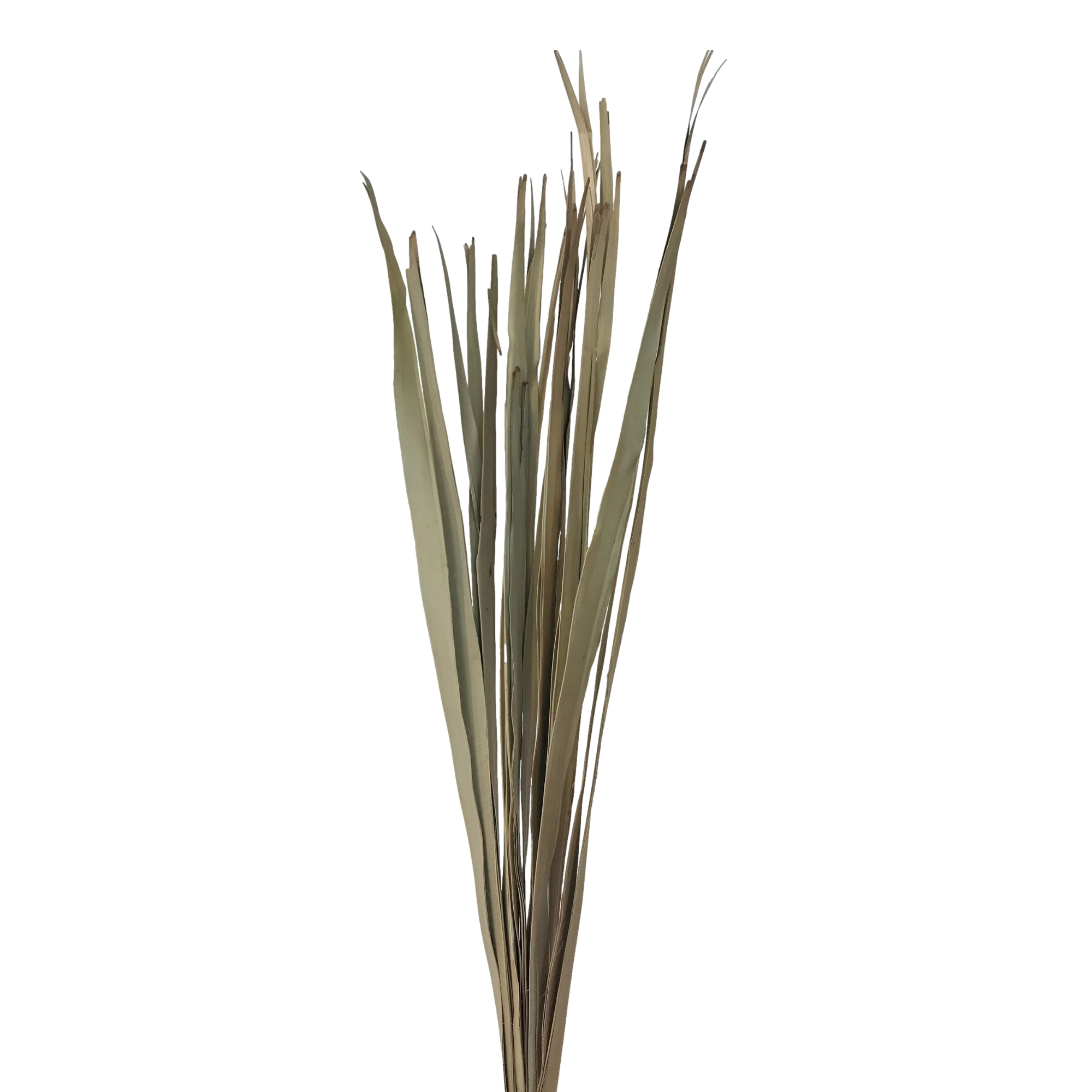 Wilco Home - Wholesale Dried/Pressed Flowers - 300 Grams Natural Dried Sun Palm Leaf Bunch0