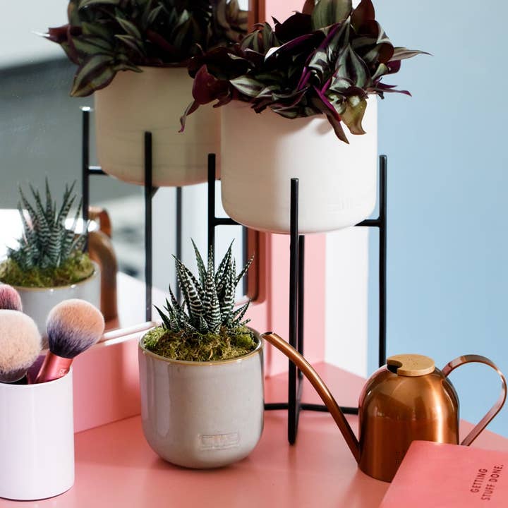 The Little Botanical - Wholesale Live Plant - Haworthia in Ceramic Pot for Indoor Décor25