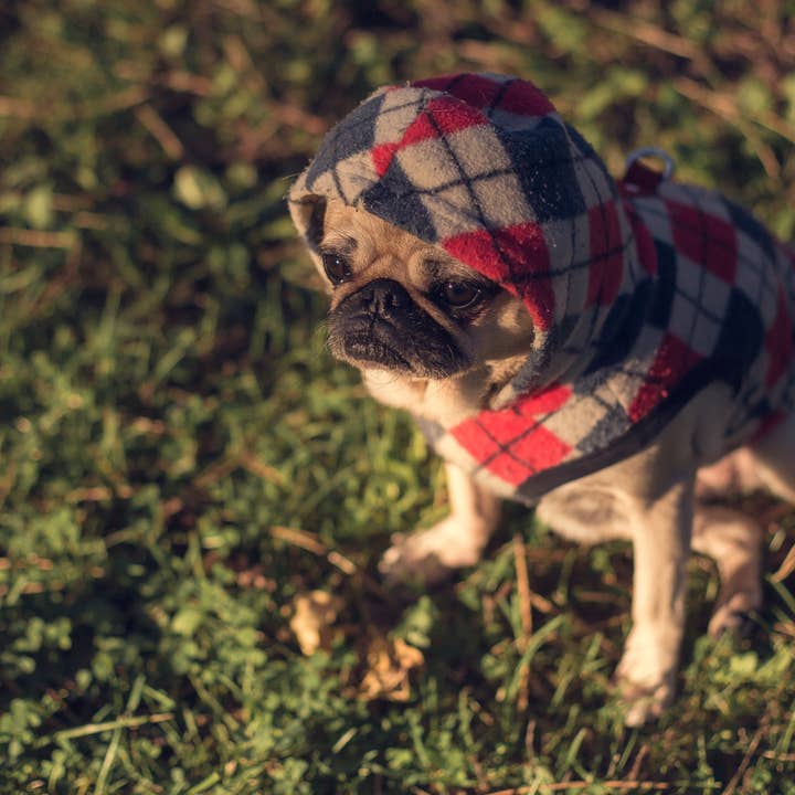 Vela en tarro de cárdigan de menta fresca, manzana, musgo de roble para venta al por mayor de Foster Candle Company LLC