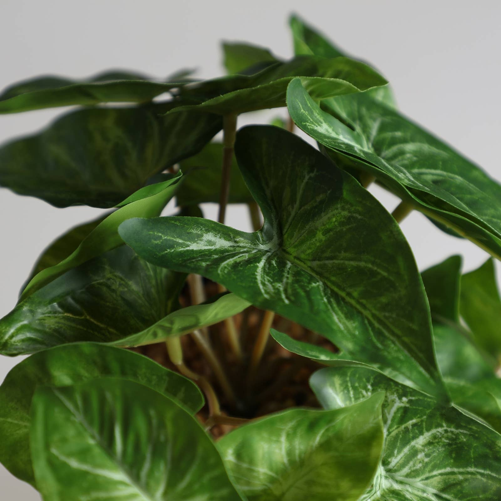 B&B - Wholesale Plant Pot - Assorted Plant 3, Made of Plastic, In Green Color, 9X9X18cm3