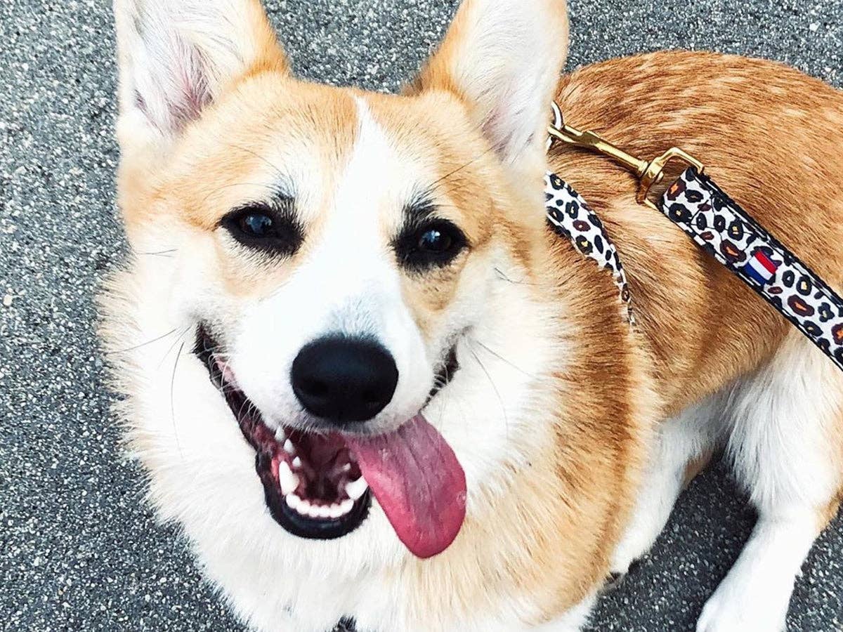 French Bandit - Wholesale Pet Harness - Dog - Leopard print dog harness2