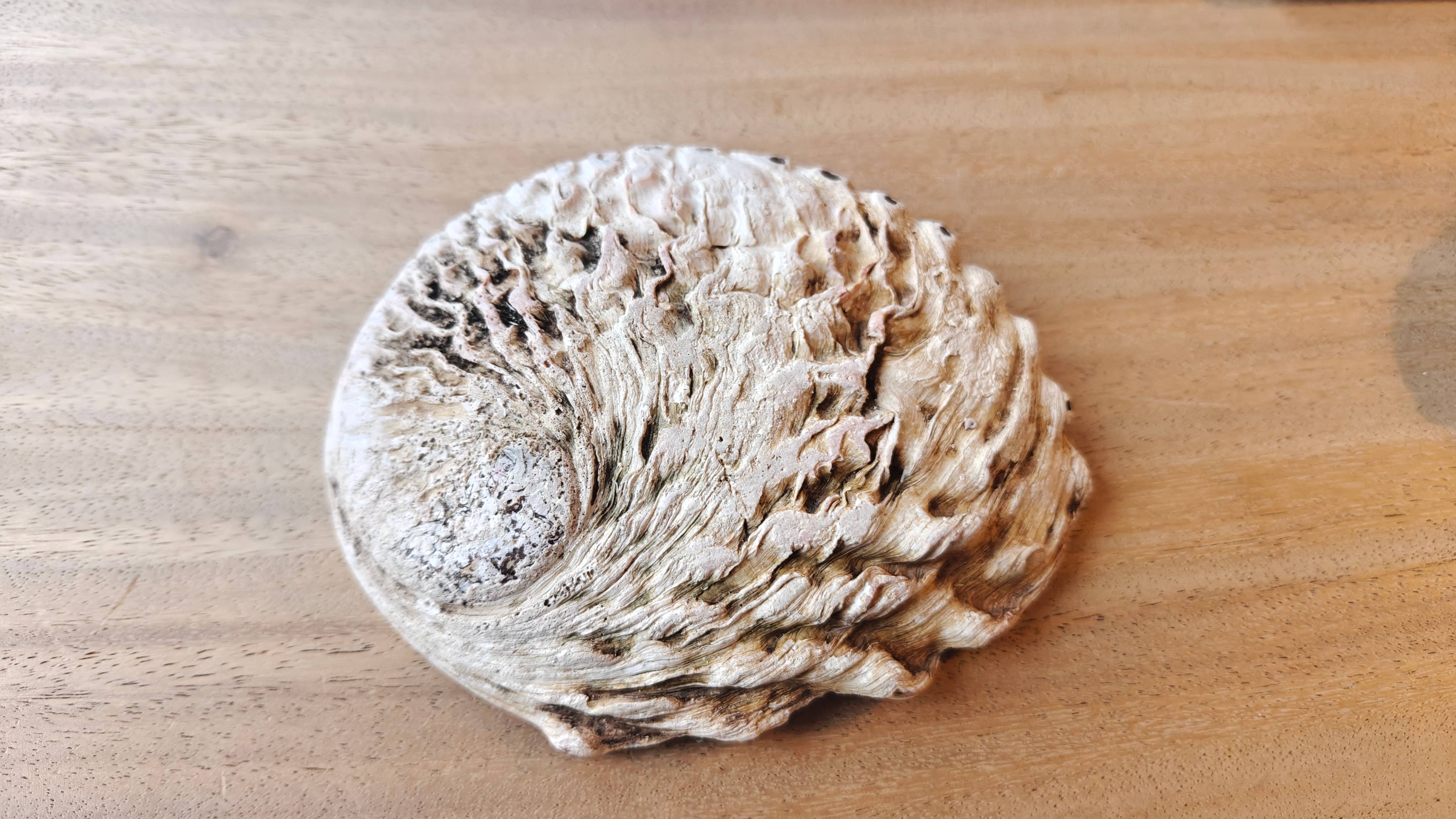 Product Import Holland - Wholesale Decorative Plate/Dish/Bowl - Abalone 15+cm - mother-of-pearl - shell - spiritual - decoration2