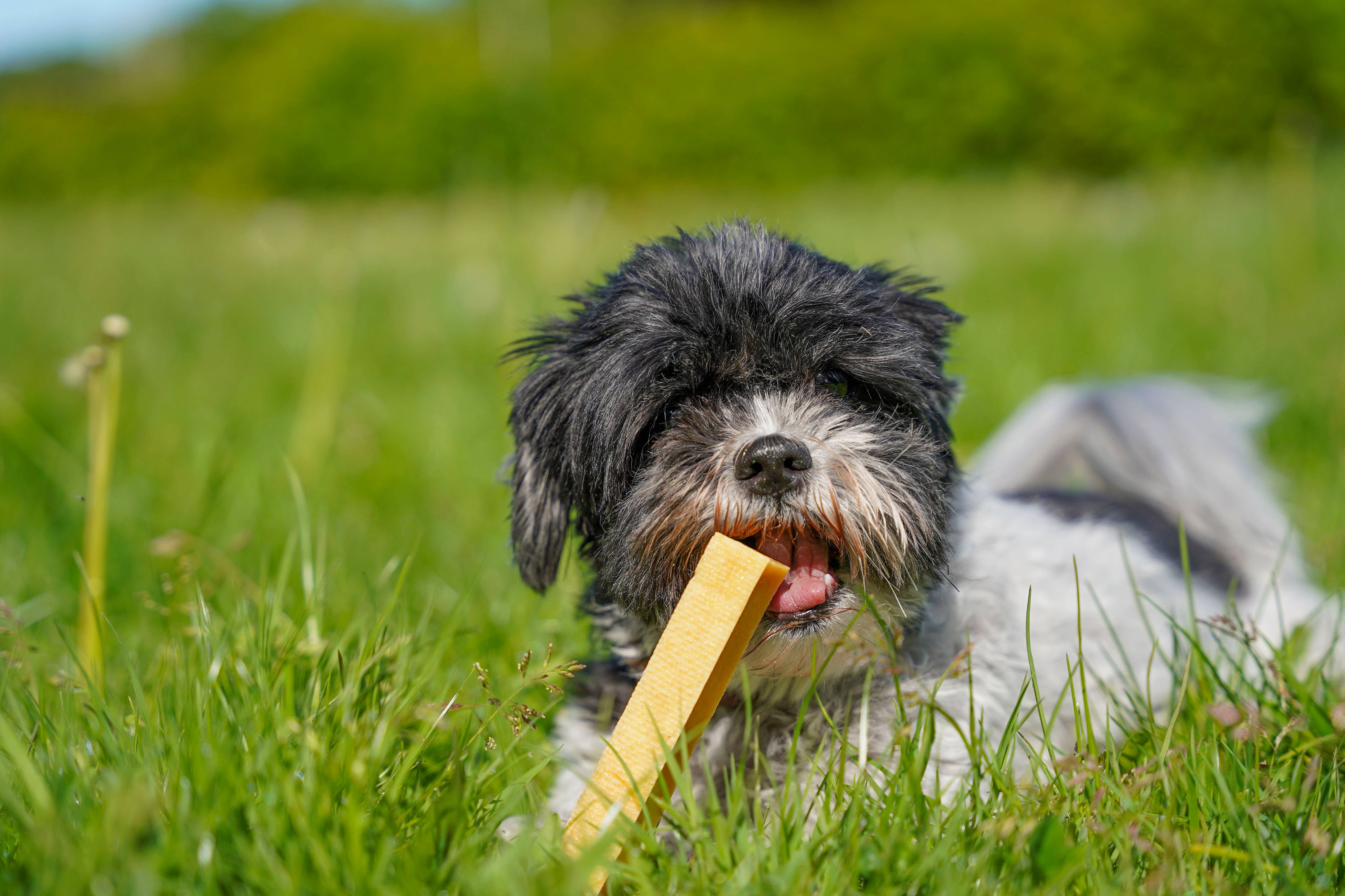 KOSKA - Wholesale Pet Treats - Dog - Wooden box of Chhurpi / Churpi / Durkha by KOSKA2