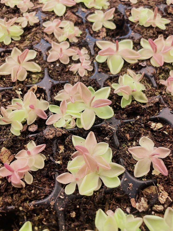 Pinguicula Estrellita (Planta carnívora) - Planta carnívora para venta al por mayor de Las Selvas