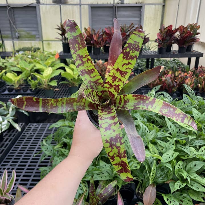 Thorsen's Greenhouse - Vente Plante - Broméliacée Neoregelia 'Neos' - Plante vivante - Assortie8