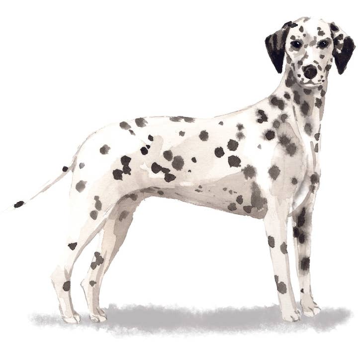 Dalmatian Note Cards for wholesale by Bourbon & Bacon