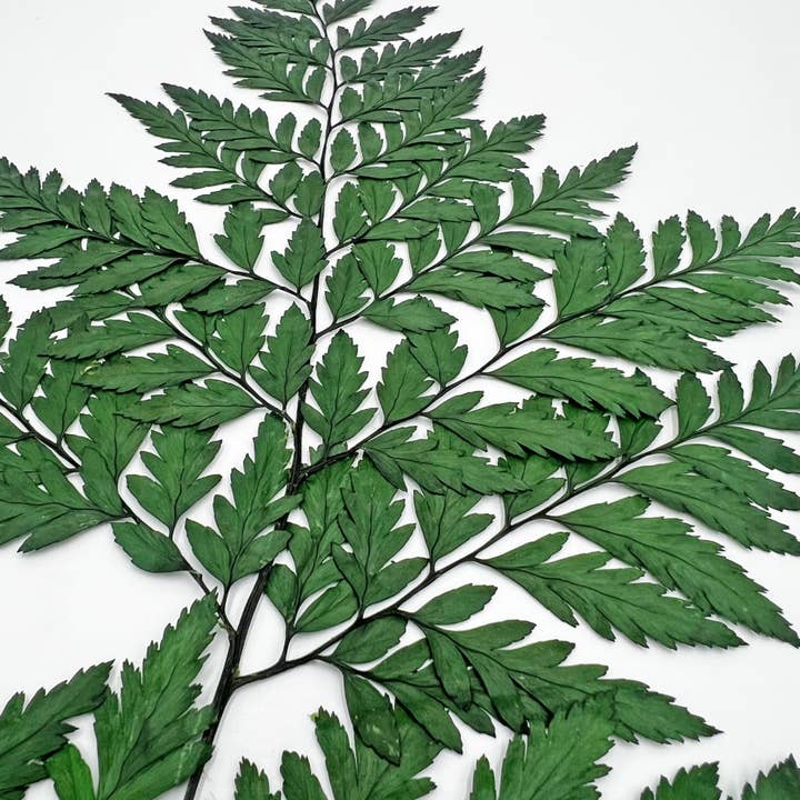 2626 Designs - Vente Fleur séchée/pressée - Fougère Davallia Mariesii séchée et préservée33