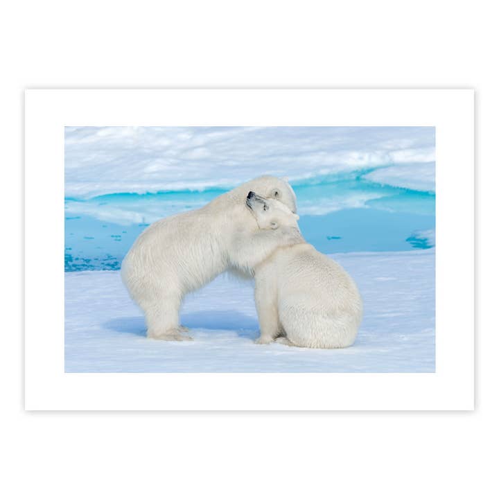 Carte vierge Amour Ours polaire pour la vente par Sun Day Greetings