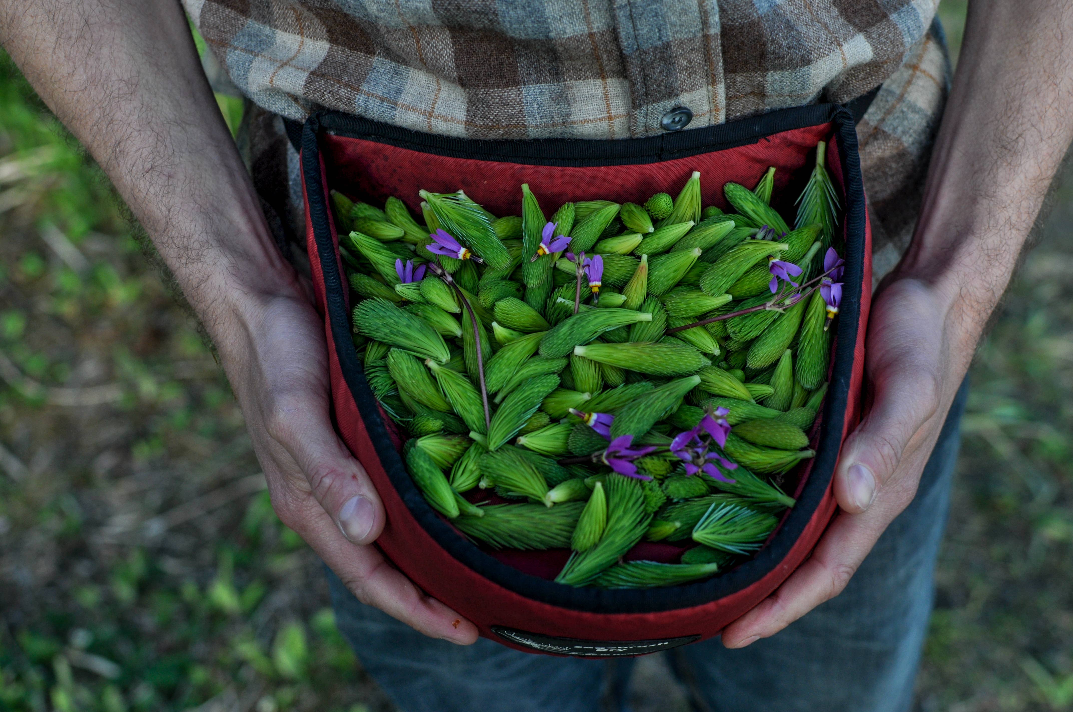 Barnacle Foods - Wholesale Cookie - Spruce Tip Shortbread Cookies2