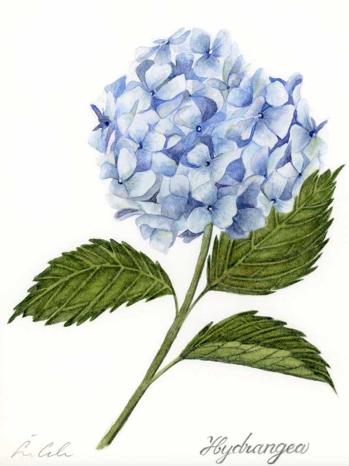 Hortensia för wholesale av Artwork by Aine