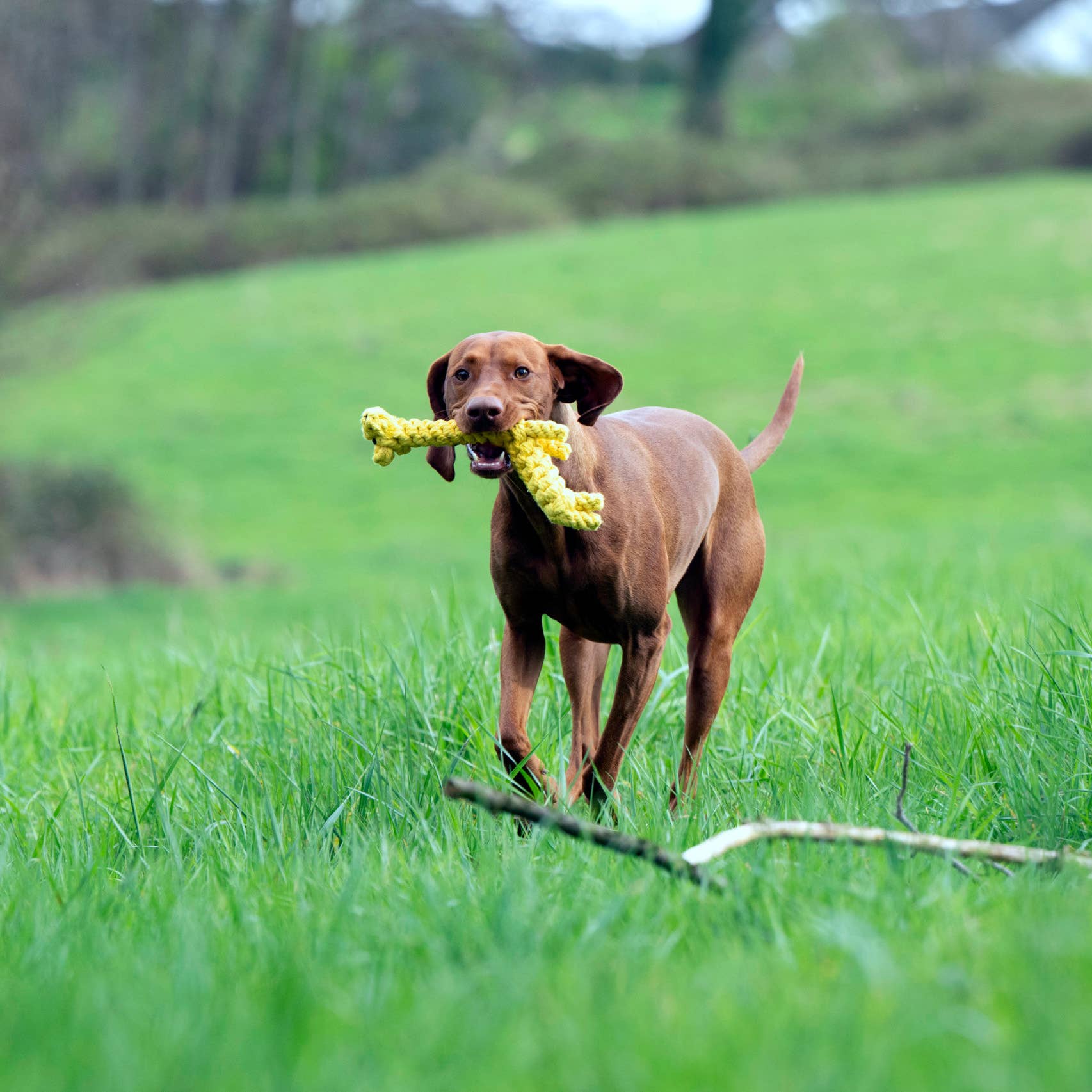 LABONI - Volentis GmbH - Wholesale Pet Chew Toy - Dog - GRETA GIRAFFE – Built for Big Play1