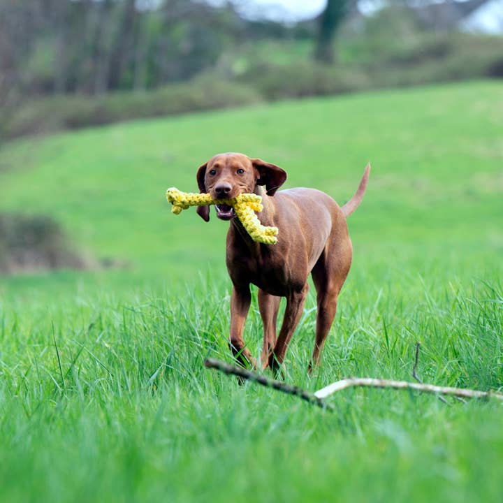 LABONI - Volentis GmbH - Wholesale Pet Chew Toy - Dog - GRETA GIRAFFE – Built for Big Play1