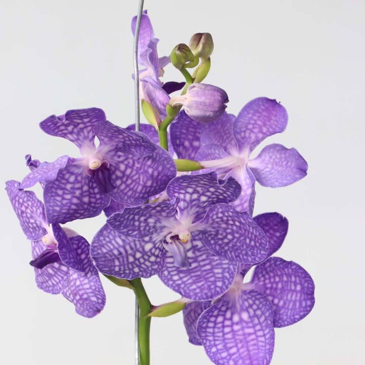 Oasis of Life - Wholesale Live Plant - Vanda Orchid – Vanda 'Magic Royal Blue' – Height 90cm – Exclusive orchid with bright blue flowers – Tropical indoor plant without soil – Easy care & reblooming3