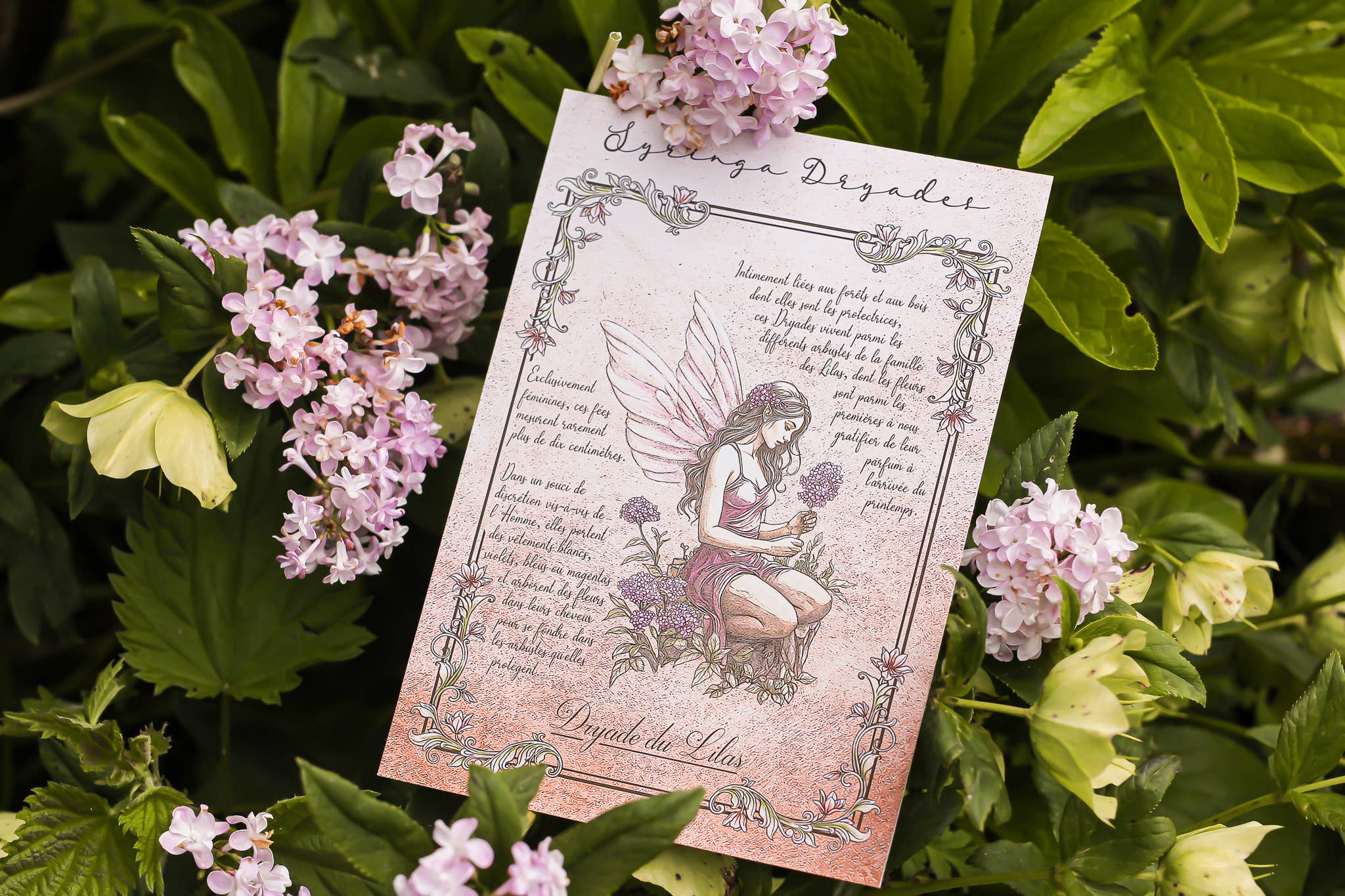 Faërie - Wholesale Art Print - Lilac Dryad8
