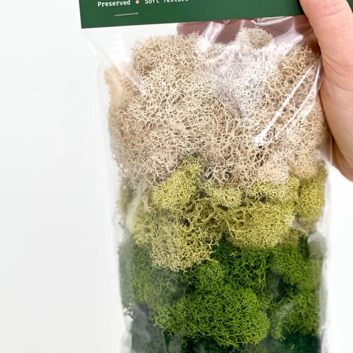 The Plant Supply - Wholesale Planting/Potting Soil - Preserved Reindeer Moss | Moss for Plants and Crafts8