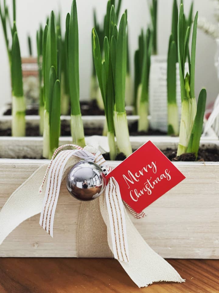 Glædelig jul Rød Tilbage Gavemærke for engroshandel hos Happiernotes