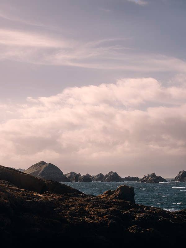 Coastal nº 8 para venta al por mayor de Wilder California