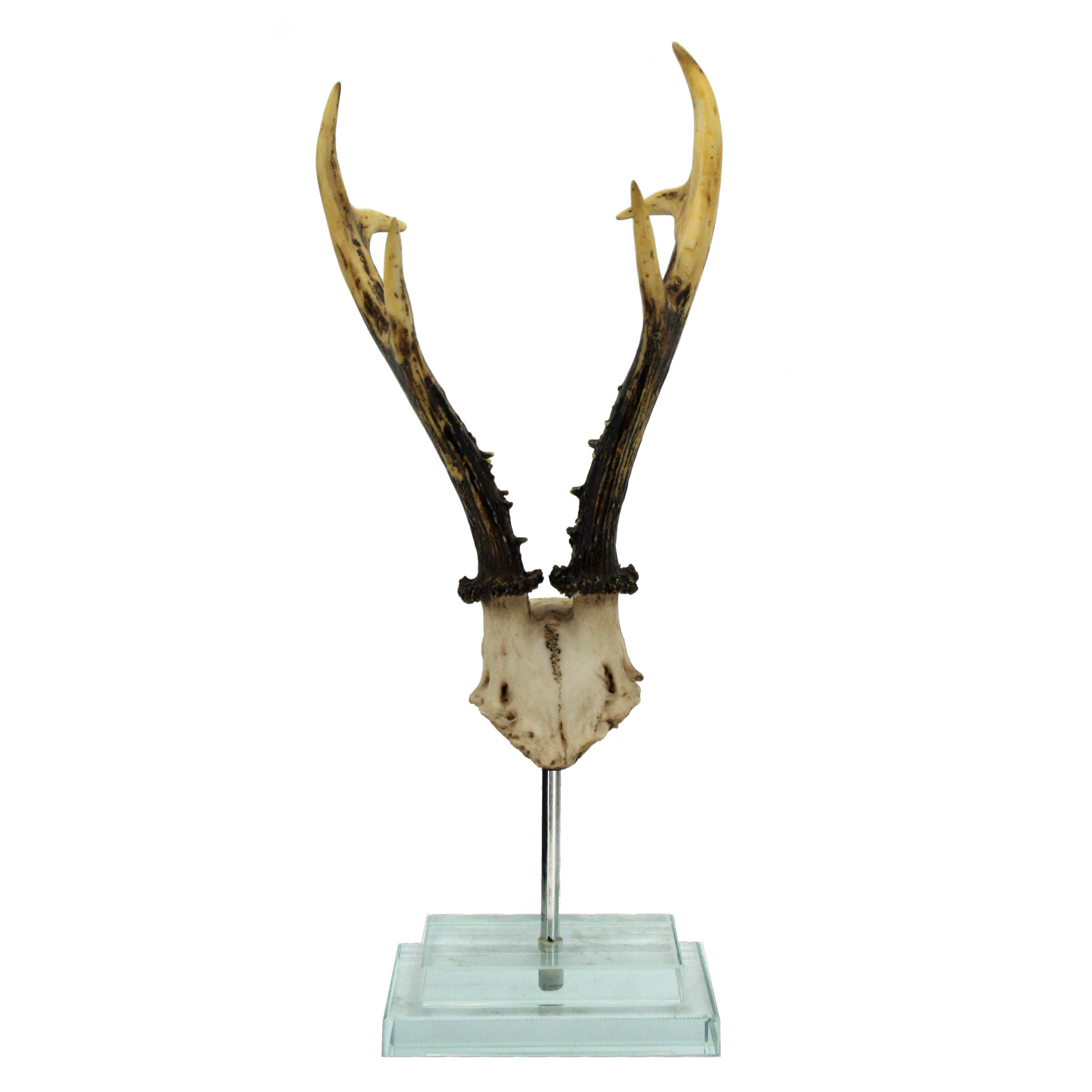 Modern World by Contrast Inc. - Wholesale Decorative Tabletop Object - Antler on  Double Glass Base0