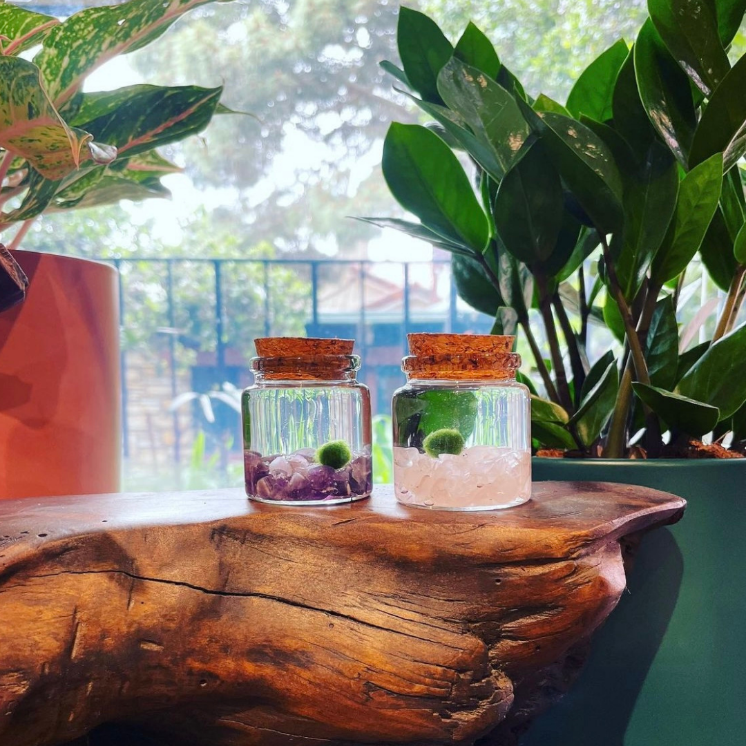 Moss Amigos | Moss Ball Terrariums - Wholesale Live Plant - Small Marimo Moss Ball Terrarium with Amethyst Gemstone5