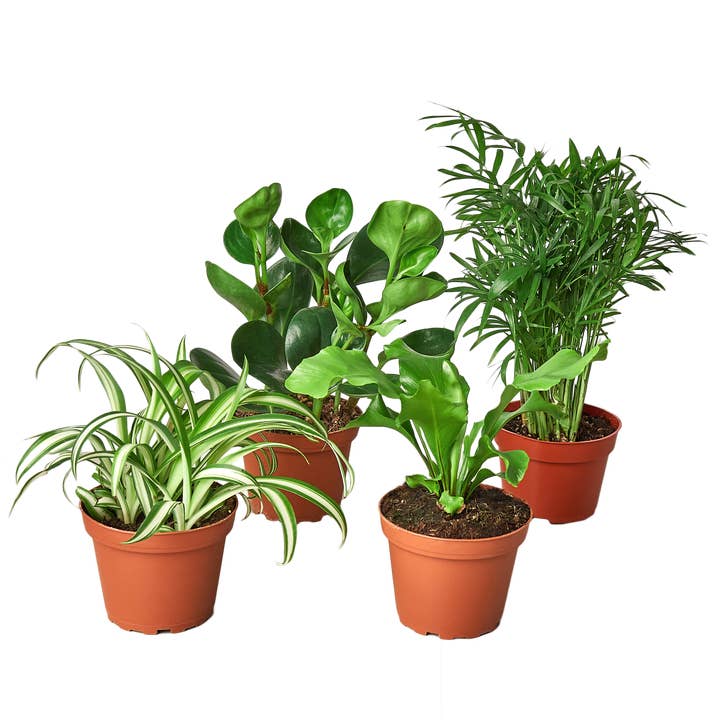 House Plant Wholesale WEST - Wholesale Live Plant - Pet Friendly Variety Bundle
