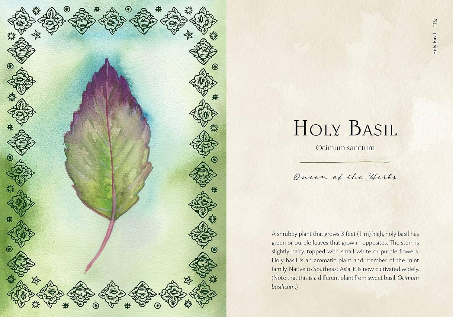 Blue Star Press - Wholesale Nature & Outdoors Book - Wild Medicine: Illustrated Guide to the Magick of Herbs7