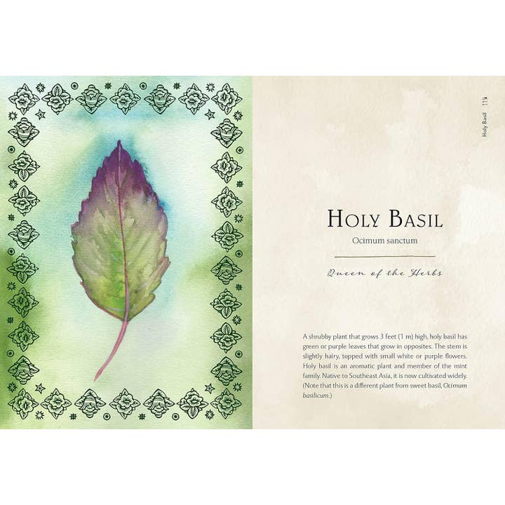 Blue Star Press - Wholesale Nature & Outdoors Book - Wild Medicine: Illustrated Guide to the Magick of Herbs7