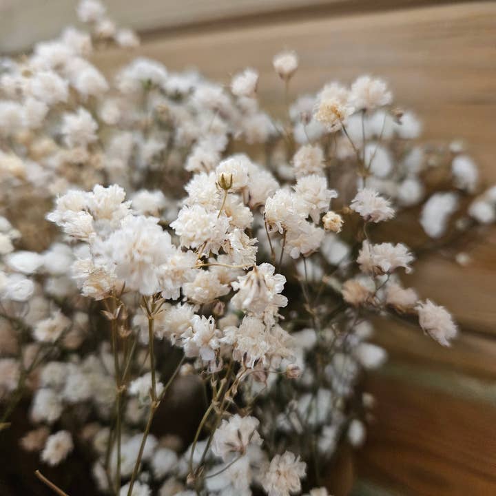 Dried Gypsophila (Baby’s Breath) Bunches-Wedding, DIY, Home for wholesale by Flower La Vita Limited