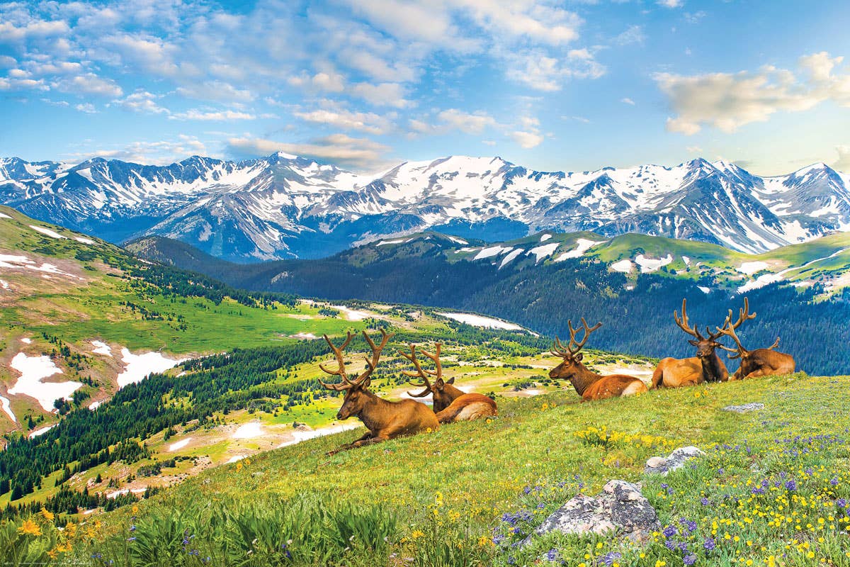 Eurographics Puzzles USA - Vente Puzzle – adulte - Élans des montagnes - Colorado - États-Unis1