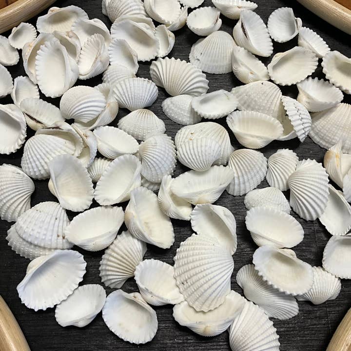 Witte Ark Schelpen (3-4 cm) - B10 voor wholesale door Spice Islands Coastal