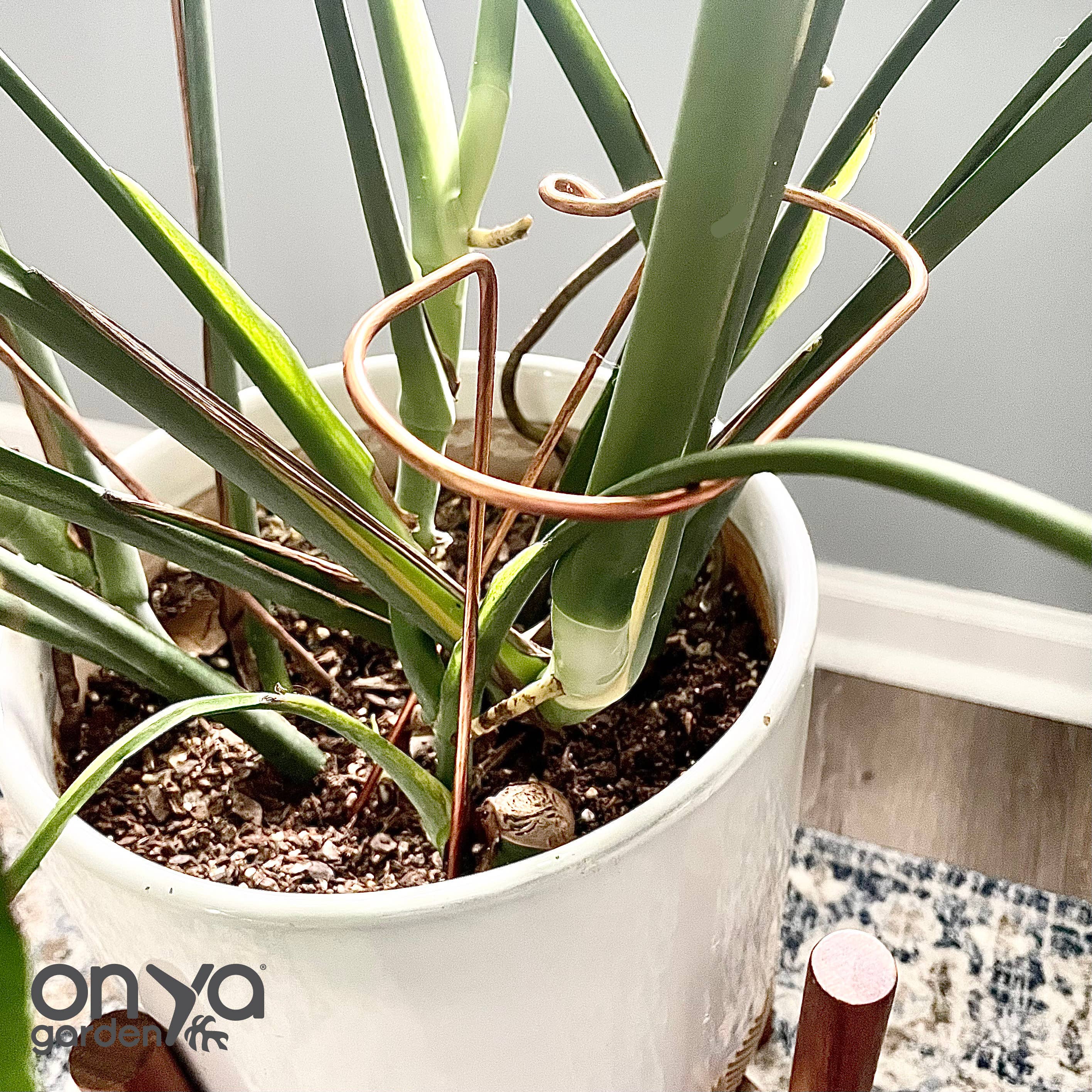 On Ya Garden - Vente Treillis - Bâton de Plante en Cuivre, Support de Tige Inclinée2