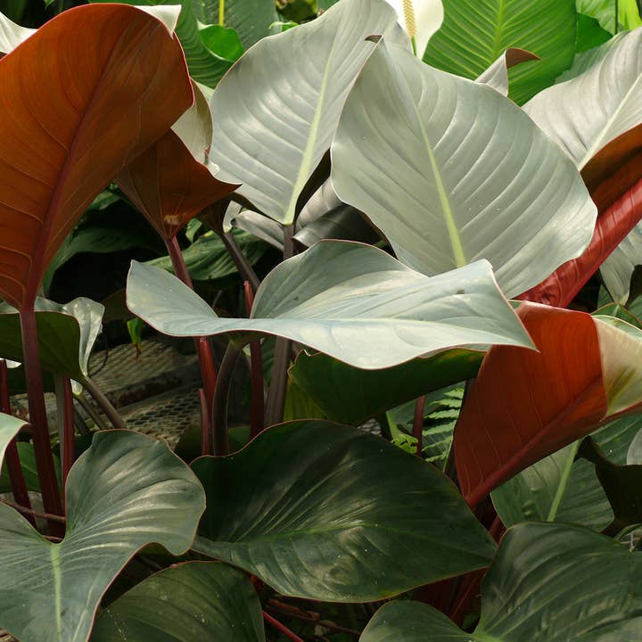 Dick's Sticks and Exotics - Wholesale Live Plant - Philodendron Rojo Congo