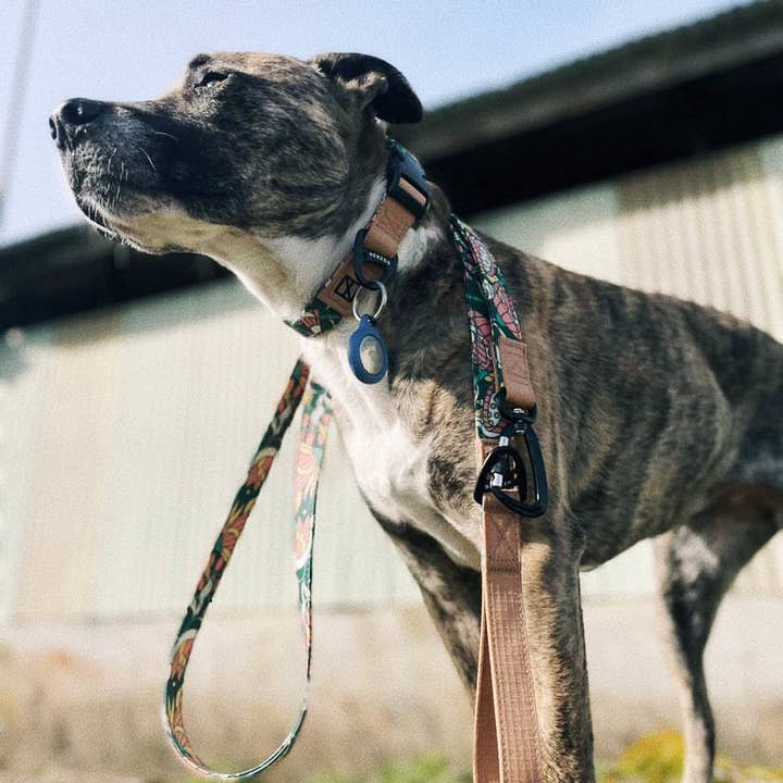 Herzog - Wholesale Pet Leash - Dog - NOOM: Artist Series Leash