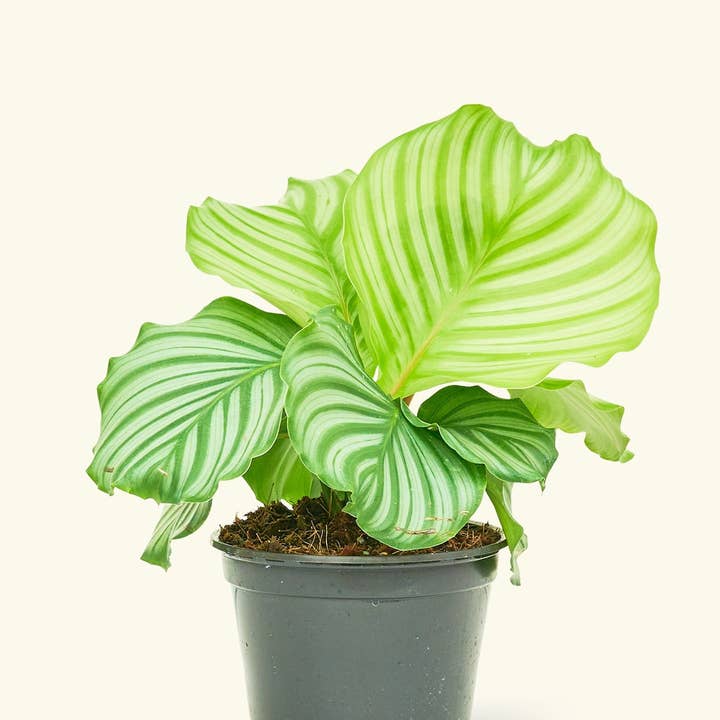 Rooted - Wholesale Live Plant - Orbit Peacock Plant (4" or 6" Pot)