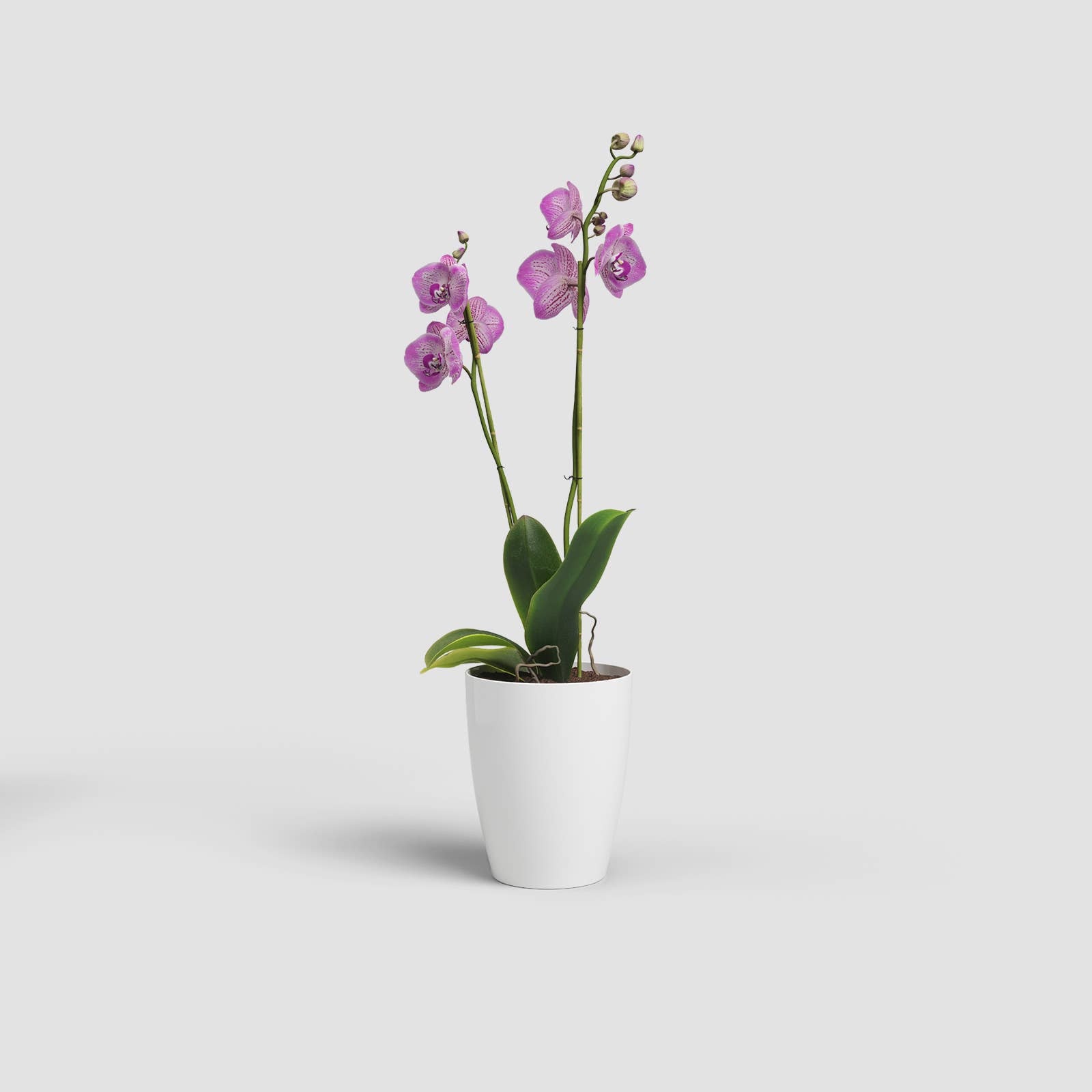 ARTEVASI, SA - Wholesale Vase - Plastic orchid pot0
